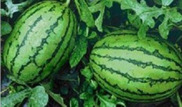 苏州网红吃瓜事件,一场网络舆论的风暴与反思